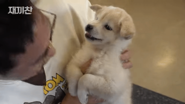 개농장에서 구출됐던 강아지 꽃님이의 버르장머리 없어진 최근 모습 | 인스티즈