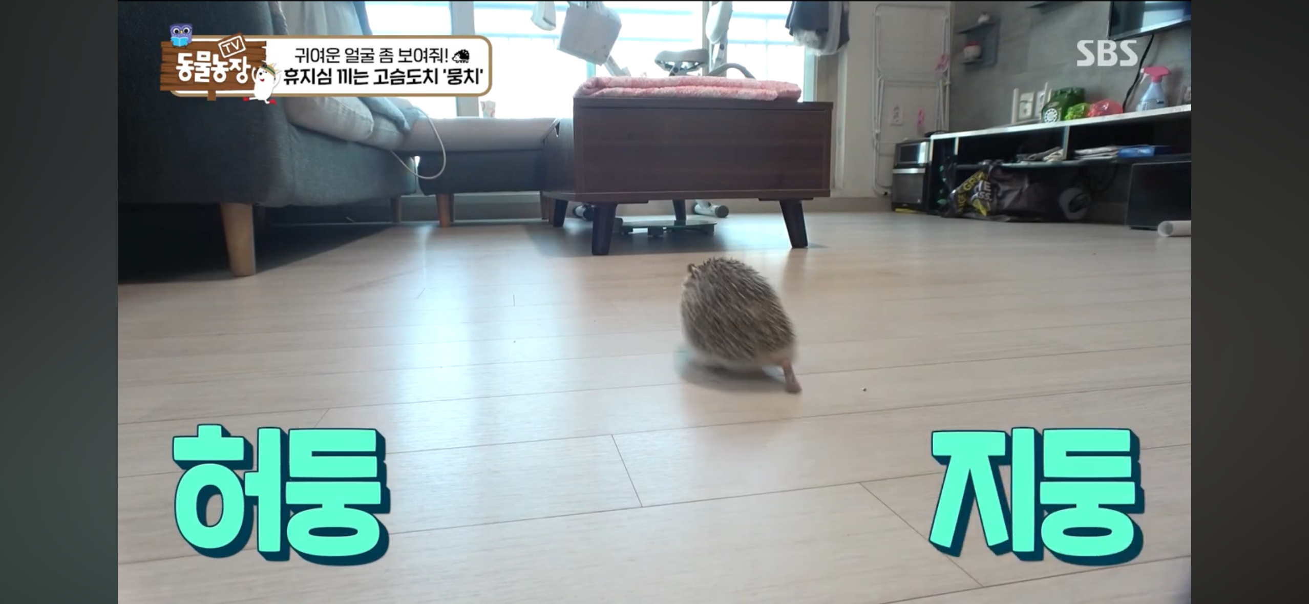 따봉고슴도치 휴지심 좋아도치 | 인스티즈