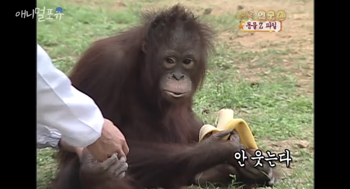 오랑우탄도 간지럼을 탈까? | 인스티즈
