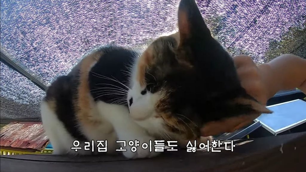 [hahaha] 고양이들은 꼬리 만지는 것을 좋아하지 않는다 | 인스티즈