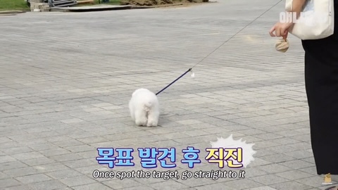 돌멩이를 물고 다니는 강아지 | 인스티즈