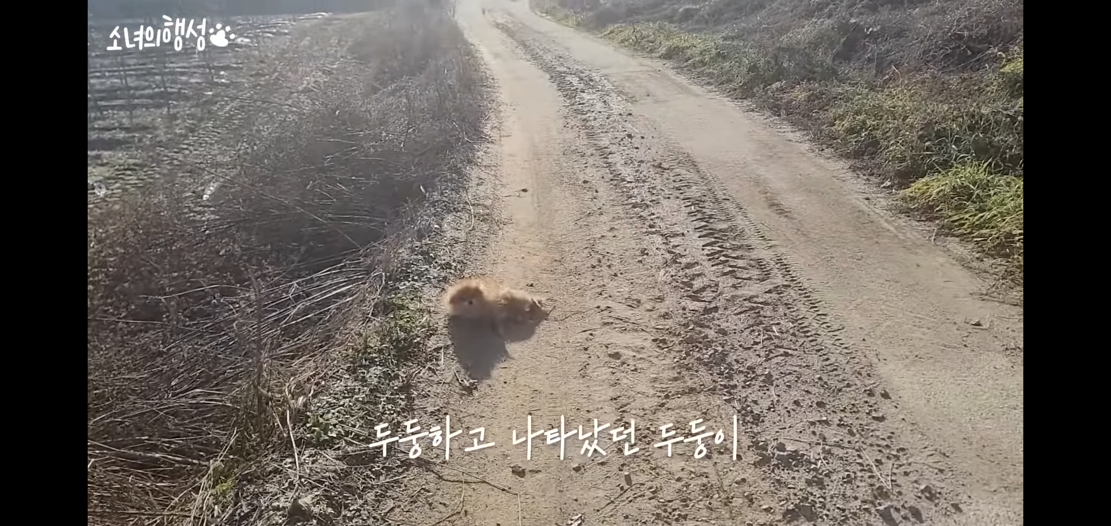 번식장에서 강아지 구조 후 치료했더니 절도죄로 고소당한 유튜버.jpg | 인스티즈