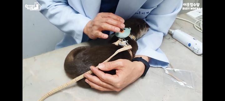 의사 선생님 품이 너무 좋은 아기수달 (아기수달 생애 첫 건강검진) | 인스티즈