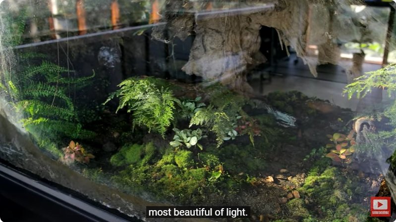 거대한 수조에 열대우림 환경을 조성해놓으면 생기는 일 - 4 | 인스티즈