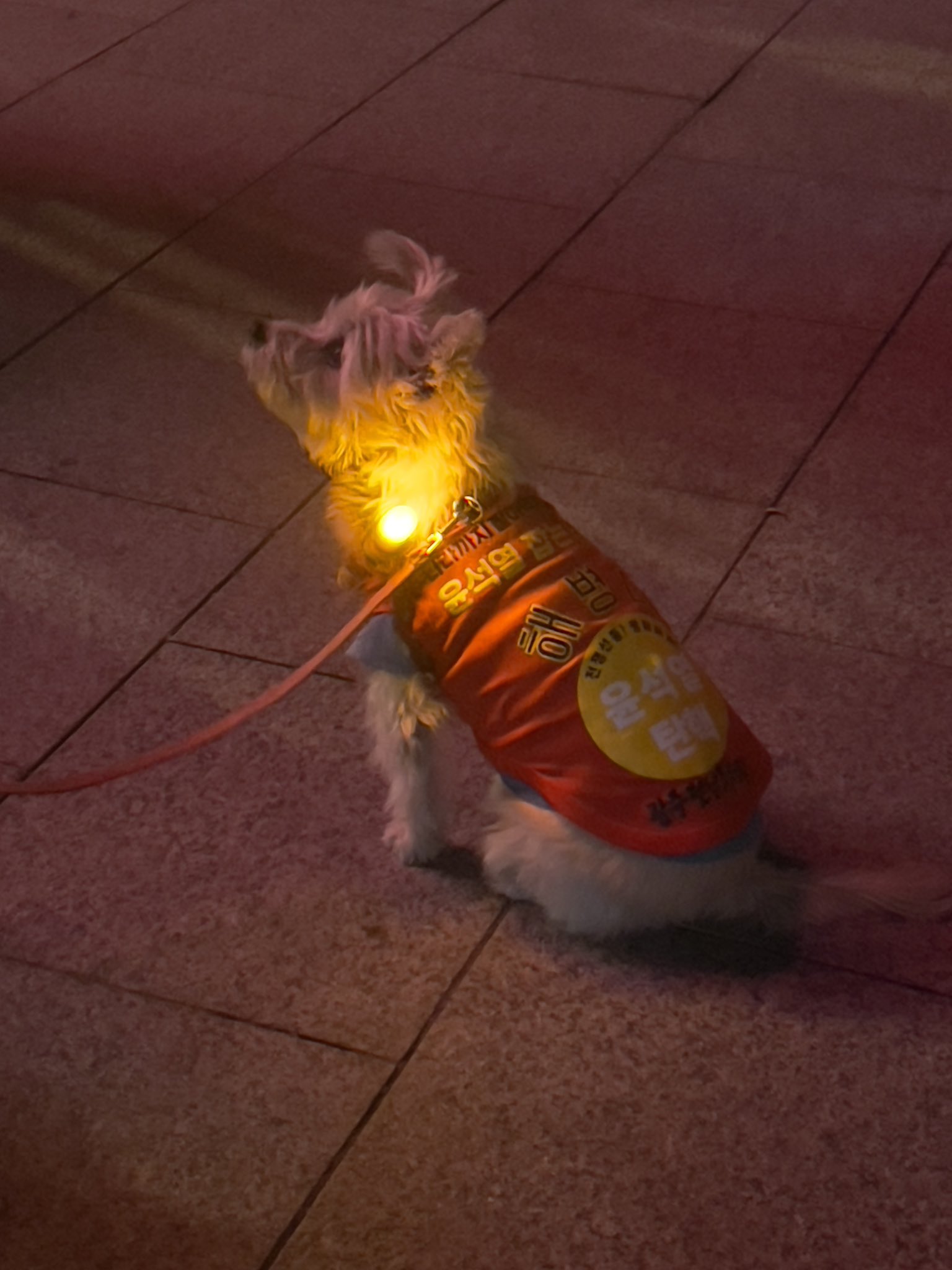 너나지켜 소리 나오는 어제 탄핵 시위 해병대 강아지.twt | 인스티즈