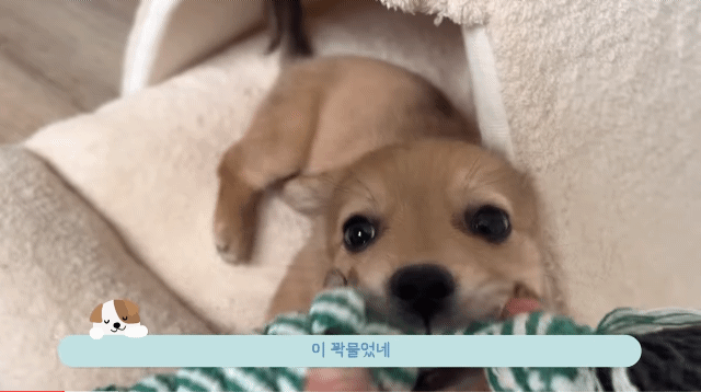 유기견 입양 브이로그 🐶 너무 귀여워 .jpg | 인스티즈