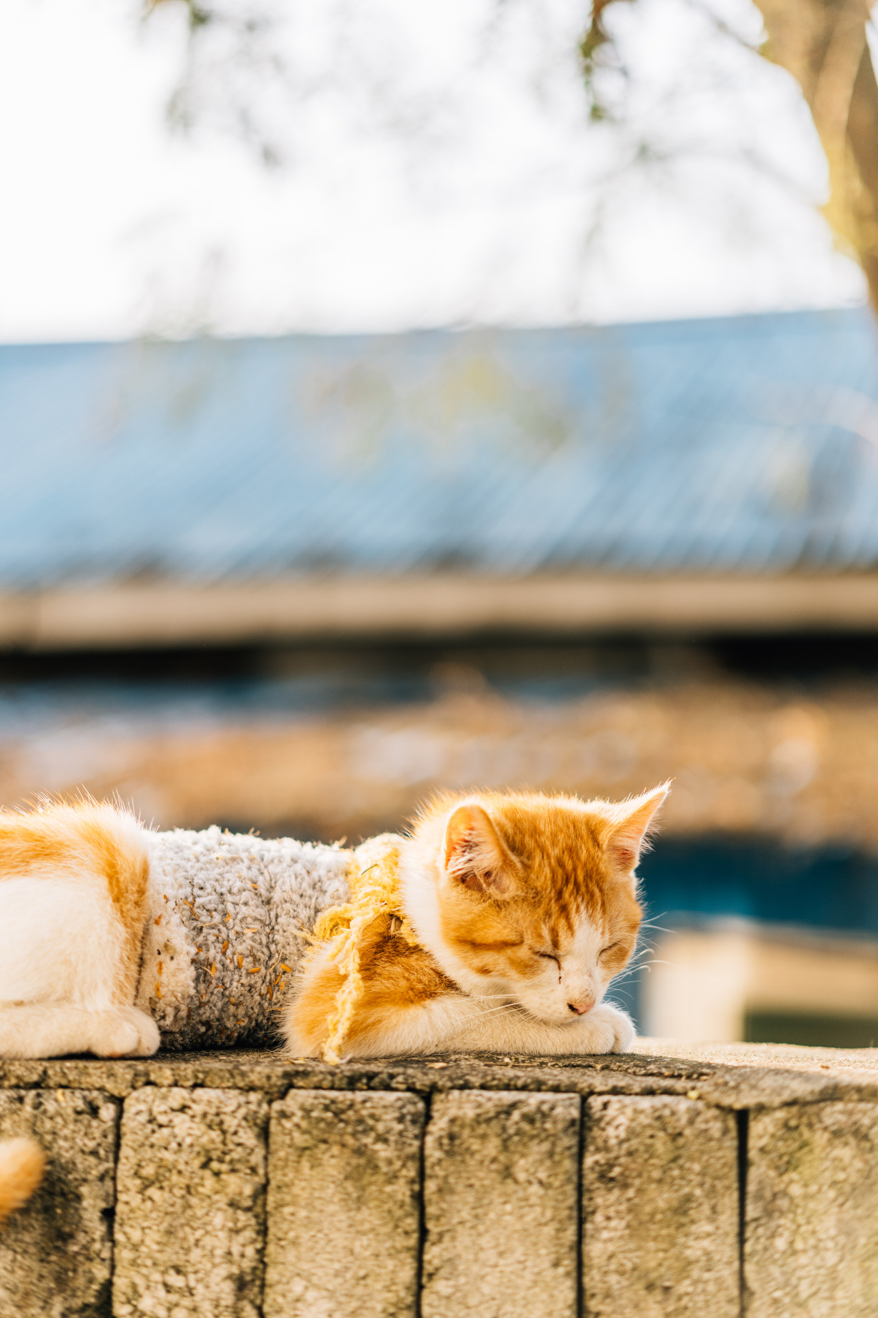 고양이는 옳다 | 인스티즈