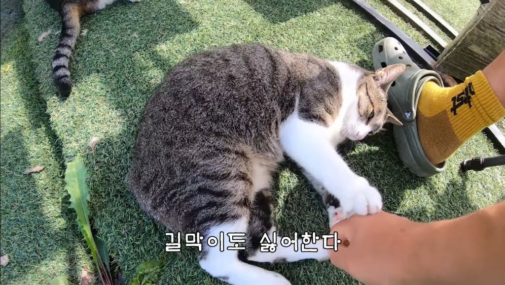 [hahaha] 고양이들은 꼬리 만지는 것을 좋아하지 않는다 | 인스티즈