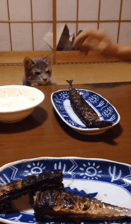 고양이와 생선 | 인스티즈