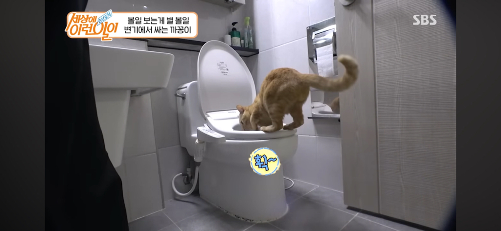변기에서 볼 일 보는 고양이 | 인스티즈