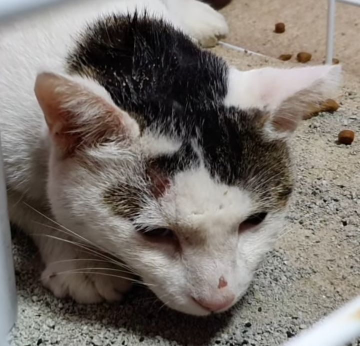 길고양이를 함부로 길들이면 안되는 이유..jpg | 인스티즈