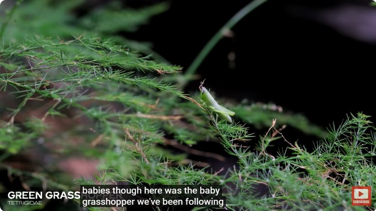 거대한 수조에 열대우림 환경을 조성해놓으면 생기는 일 - 3 | 인스티즈