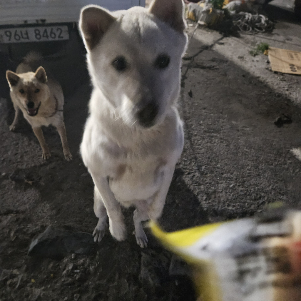 [입양홍보] 개장수에게 팔렸다 되찾아온 방치견 진순이·진돌이, 평생 가족을 찾아요! (부산/울산/전국) | 인스티즈