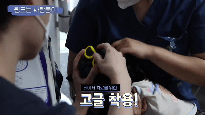 교통사고난 유기견 입양한 설채현 수의사 그리고 윙크 근황😉 | 인스티즈