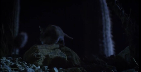 정말 멋지게 포효하는 메뚜기쥐(웅장함주의) | 인스티즈