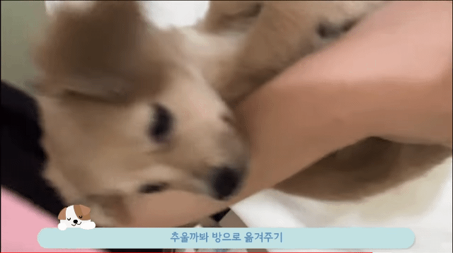 유기견 입양 브이로그 🐶 너무 귀여워 .jpg | 인스티즈