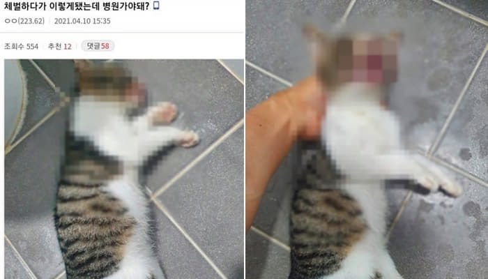 디씨인사이드 야옹이 갤러리 역대만행정리 (잔인함 주의) 사진 | 인스티즈