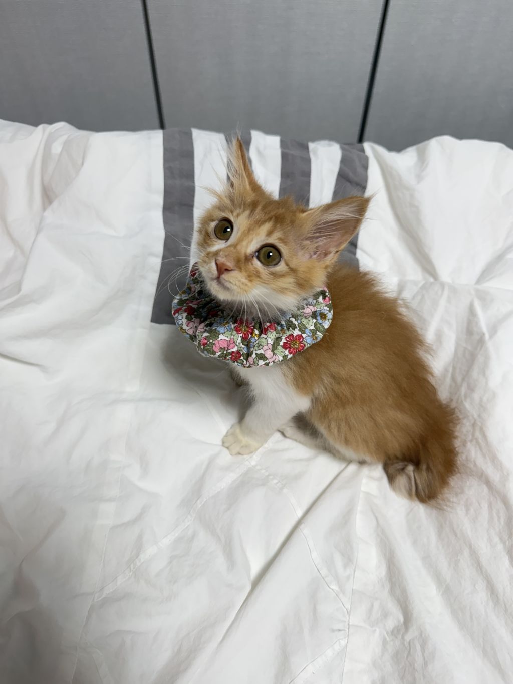 [입양홍보] 눈이 붙고 꼬리가 잘리고 링웜에 기아로 발견됐다 용된 고양이 - 품종느낌 사라졌다고 입양취소됨 | 인스티즈