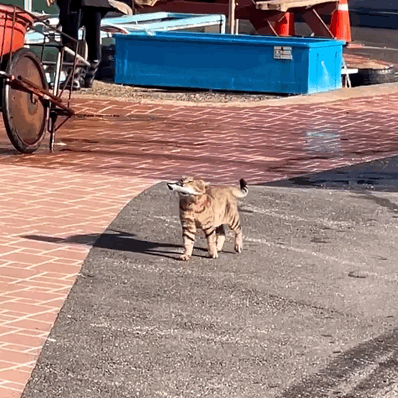 고양이와 생선 | 인스티즈