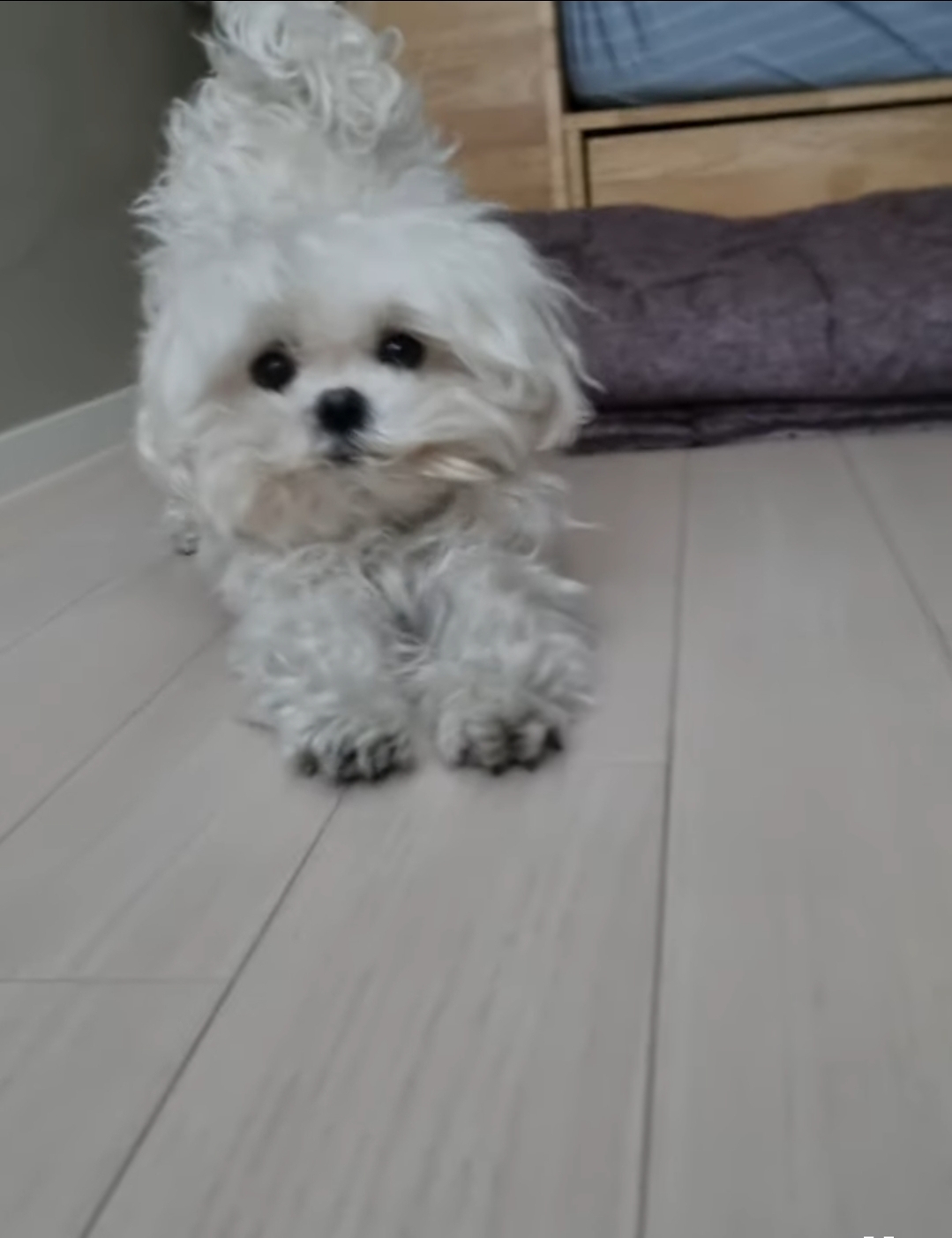 꽃분이 유튜브 업데이트 아침 준비할때마다 지켜보는 꽃분이 | 인스티즈