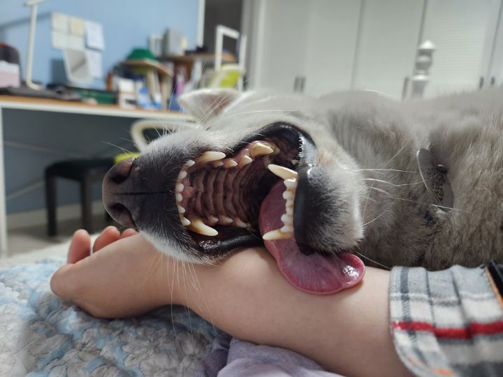 우리집 개 자는거 보실분? | 인스티즈