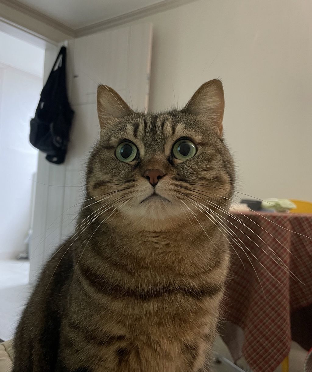 못된 고양이는 본 매장에서 계산합니다.twt | 인스티즈