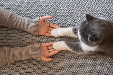 고양이가 쭉쭉 기지개를 켜는 이유 | 인스티즈