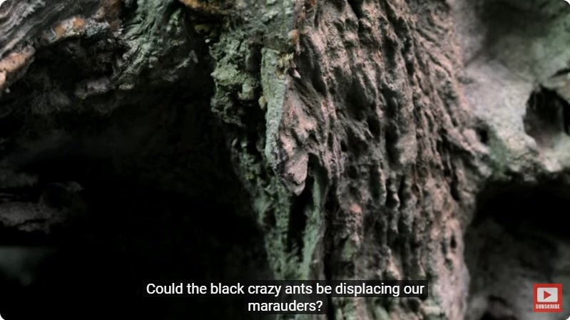 거대한 수조에 열대우림 환경을 조성해놓으면 생기는 일 - 4 | 인스티즈