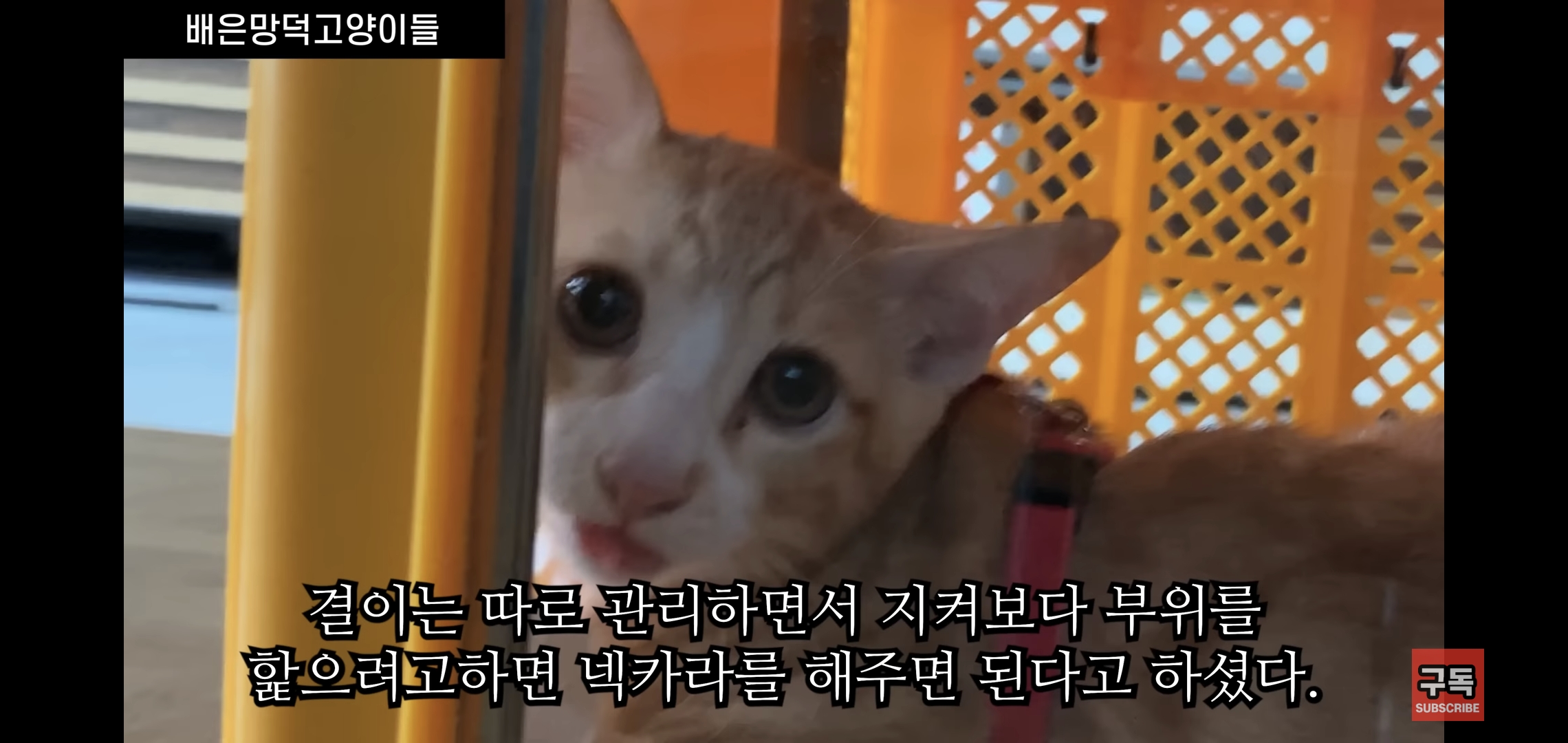 집 마당에 고양이가 나타나는 족족 다 잡아버리는 유튜버..jpg | 인스티즈