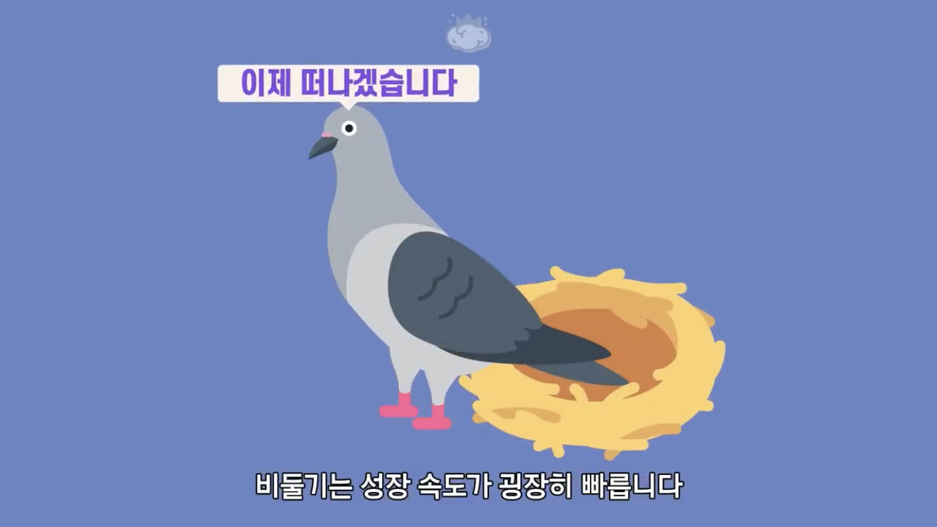 거리에 비둘기가 이렇게 많은데 왜 새끼 비둘기는 안 보일까? | 인스티즈