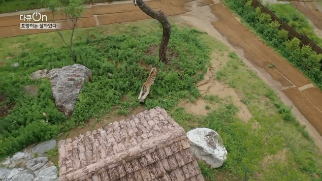 '절멸'의 '한국 호랑이'. 🐅 그 100년간의 이야기. -마지막- | 인스티즈