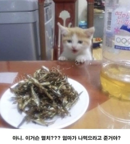 아기고양이가 삐진 이유 | 인스티즈