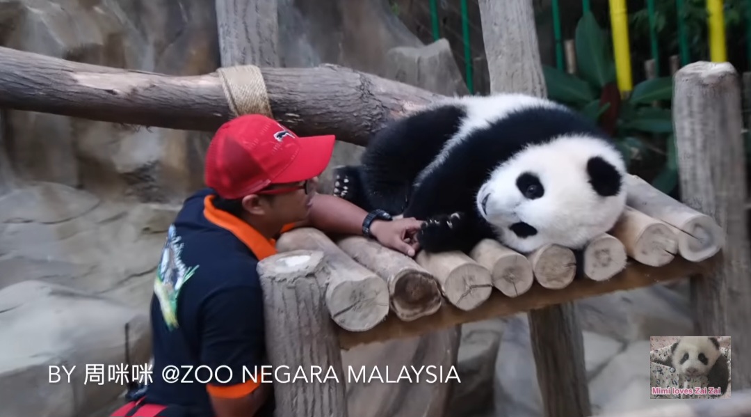 사랑받던 말레이시아 판다, 중국 반환 후 모습...jpggif | 인스티즈
