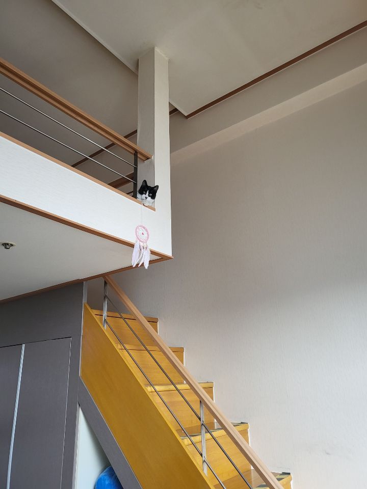 몰래 훔쳐보는 고양이 모음집 | 인스티즈