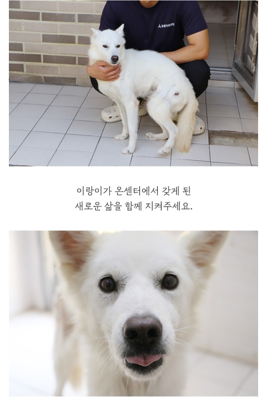 몸에 구멍난채로 끌려다니던 백구, | 인스티즈