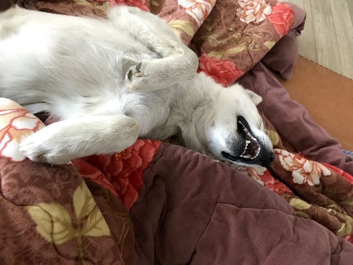 우리집 개 자는거 보실분? | 인스티즈