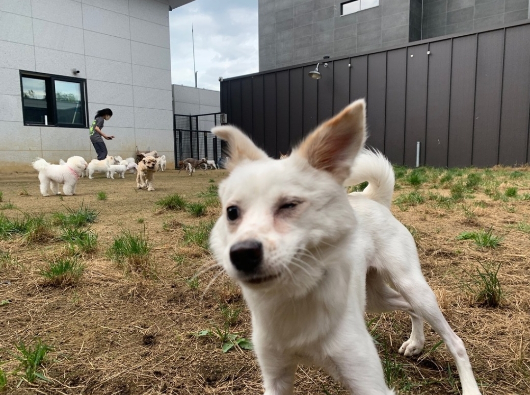 인간인 나보다 표정이 다양한 강쥐.. | 인스티즈