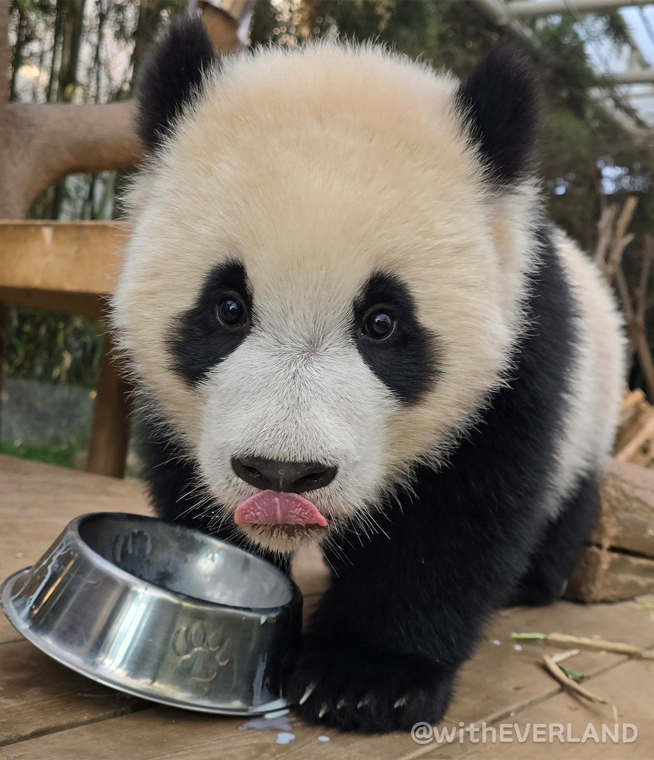 러심후난 (러바오 심은 데 후이바오 난다)🐼 | 인스티즈