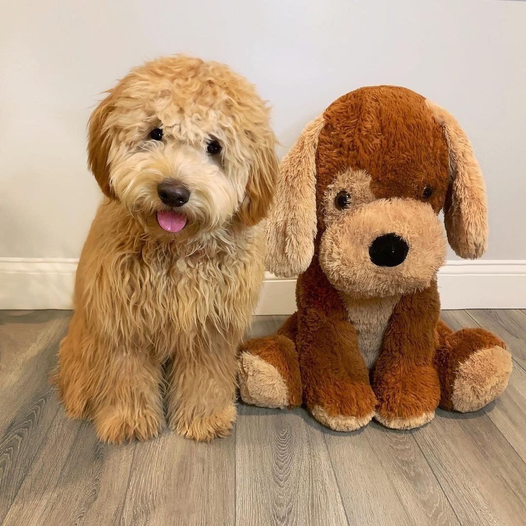 애착인형이 자기만한 강아지 | 인스티즈