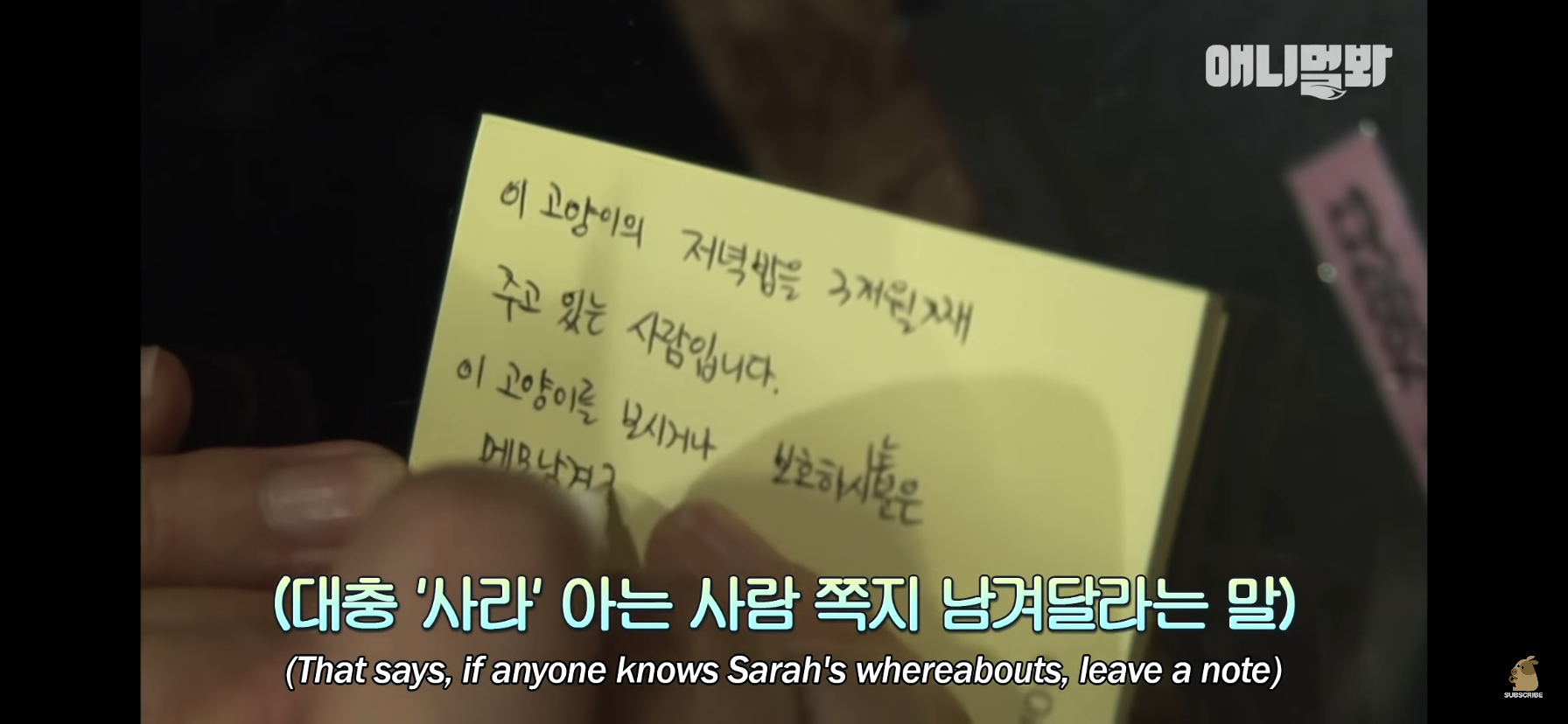 길고양이 목에 쪽지를 달자 생긴 영화같은 일 | 인스티즈