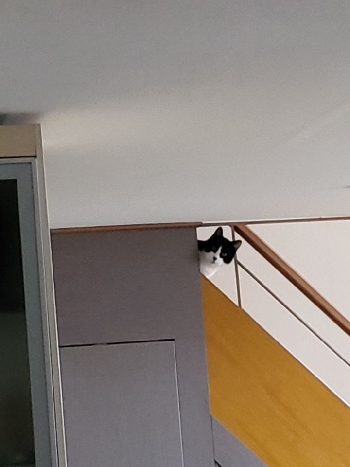 몰래 훔쳐보는 고양이 모음집 | 인스티즈