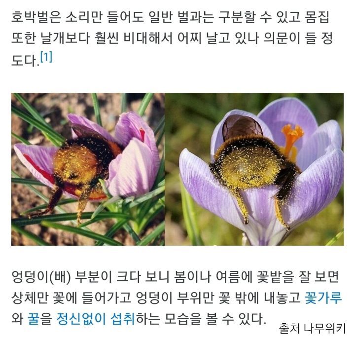 구해준사람 껌딱지 된 호박벌.jpg | 인스티즈