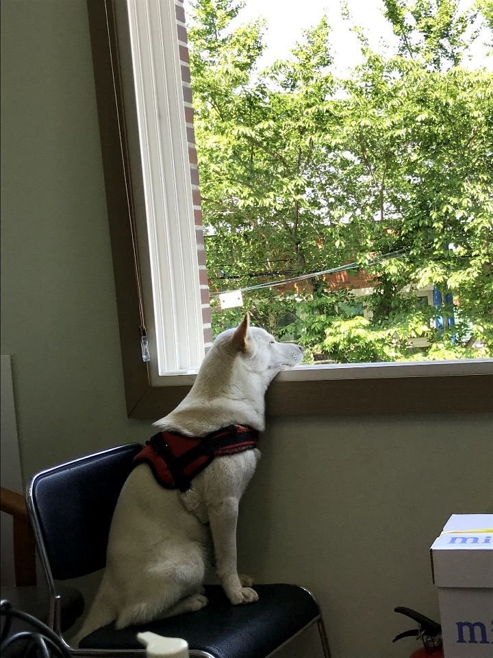 우리집 개 자는거 보실분? | 인스티즈