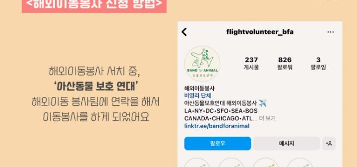 이효리 캐나다체크인보고 유기견 이동봉사 신청한 배우 엄지원 | 인스티즈