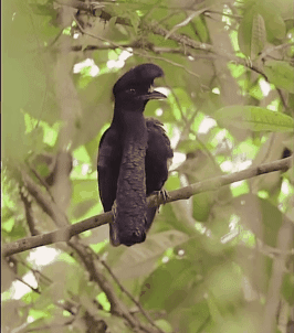 아마 본 적이 없을 특이한 조류 30종 | 인스티즈