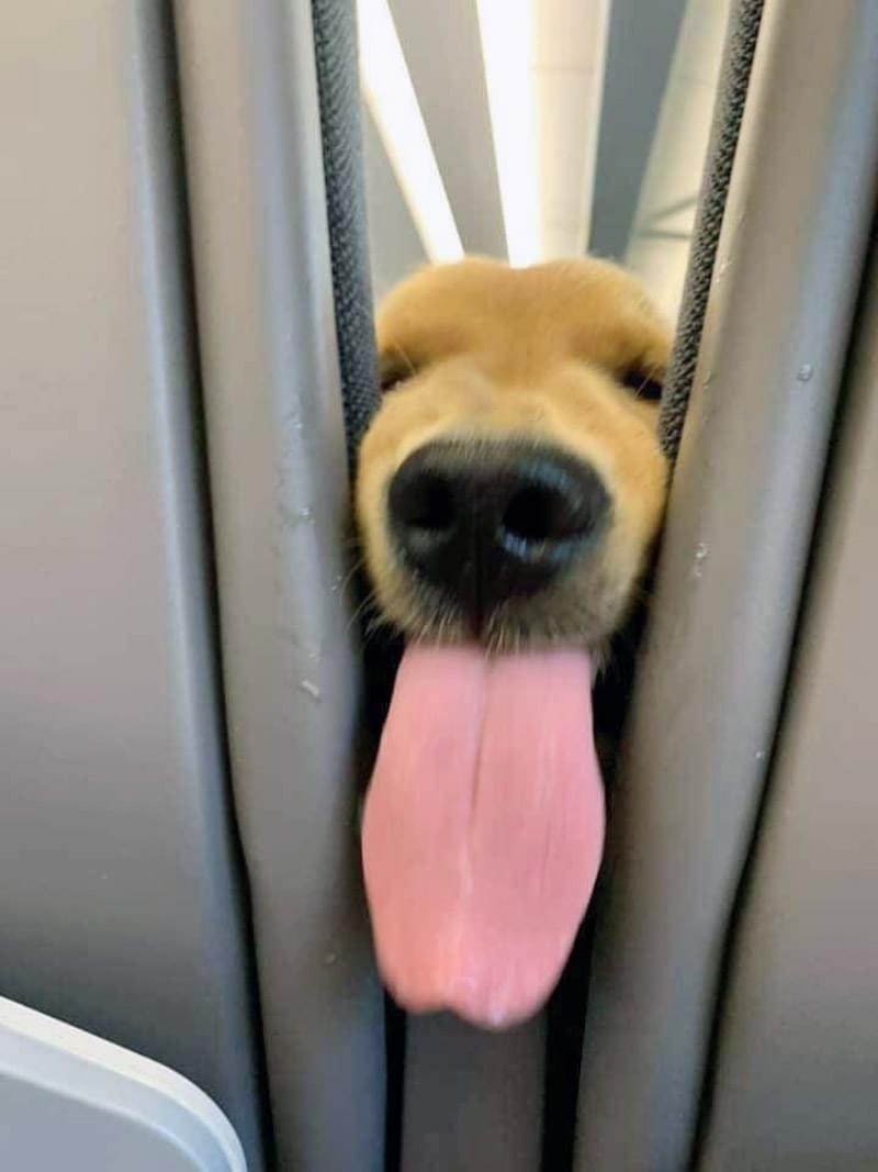 기차에서 만난 사교성 좋은 댕댕이ㅋㅋㅋㅋ | 인스티즈