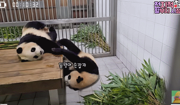 서로 알콩달콩 사이좋은 루이 후이바오 🐼 | 인스티즈