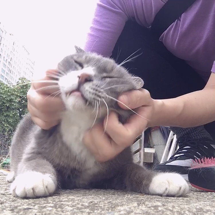 나 약간 피리부는 사나이...?🐈🐈🐈 | 인스티즈