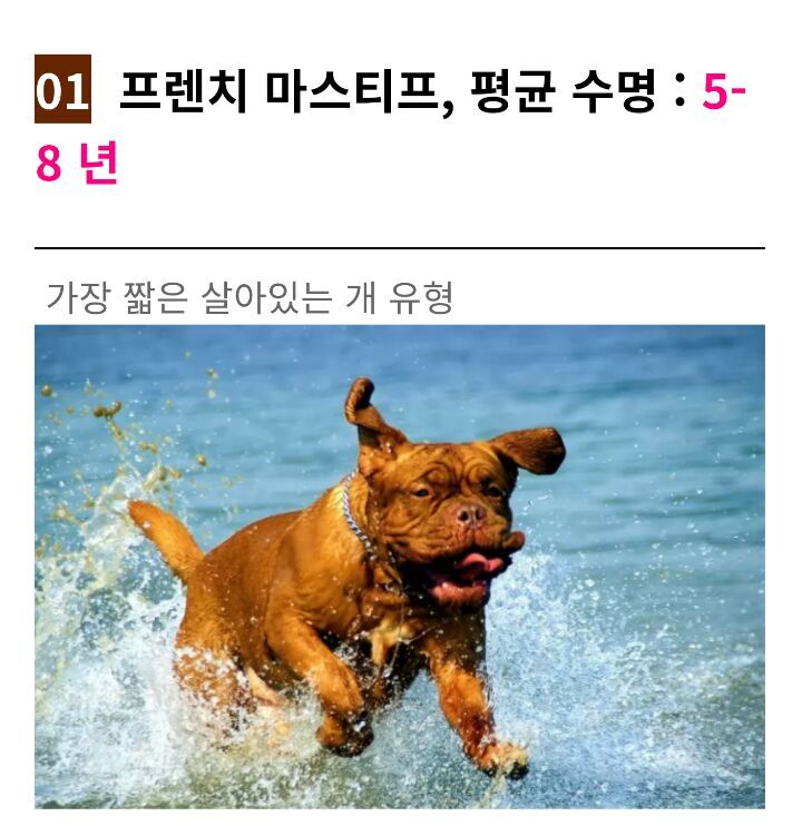 세상에서 수명이 가장 짧은 강아지 TOP3 | 인스티즈