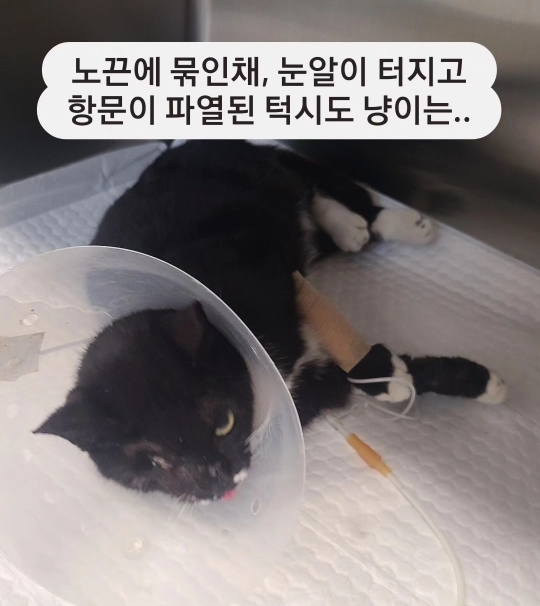 성폭행 당한 고양이 깜지 근황 | 인스티즈
